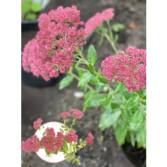 Rozchodník Sedum spectabile „TELEPHIUM” 