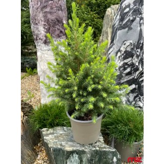 Biely smrek Picea glauca ‘CONICA’ 35 - 45 cm