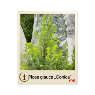 Biely smrek Picea glauca ‘CONICA’ 35 - 45 cm