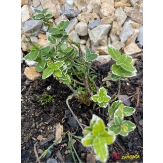 Bršlen Fortuneov -  Euonymus Fortunei ´emerald gaiety´