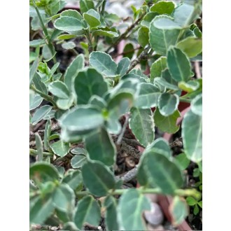 Bršlen Fortuneov -  Euonymus Fortunei ´emerald gaiety´