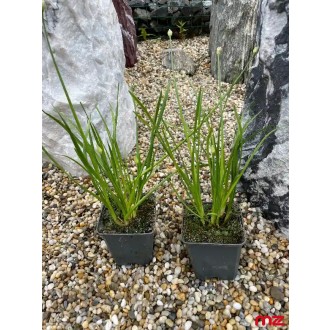 Cesnak hranatý „Allium angulosum L." fialový