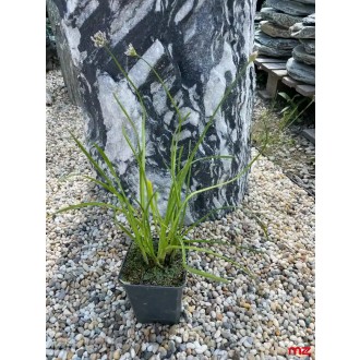 Cesnak hranatý „Allium angulosum L." fialový