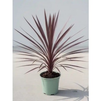 Kordylína austrálska – Cordyline australis „Red Star”  75 cm
