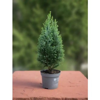 Cypruštek Lawsonov (Chamaecyparis Ellwoodii) 30 cm