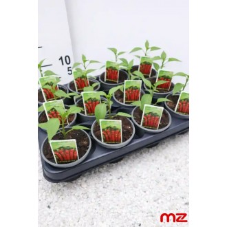 Feferónky červené (Peperoni) Capsicum annuum