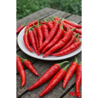 Feferónky červené (Peperoni) Capsicum annuum