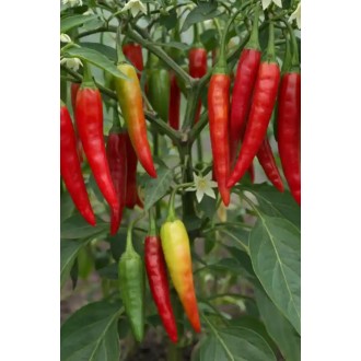 Feferónky červené (Peperoni) Capsicum annuum