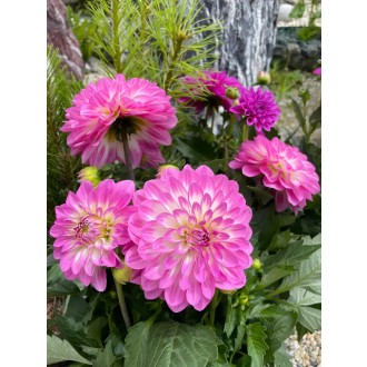 Georgína premenlivá / Dahlia pinnata (mix) 50 cm