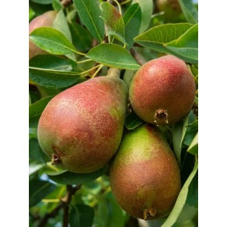 Hruška obyčajná – Pyrus comm. „Clapp’s Favourite" BIO