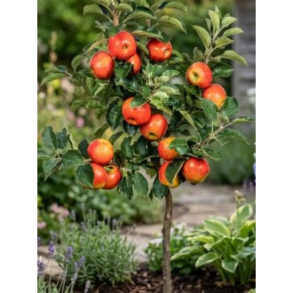 Jabloň trpasličia – Malus domestica „DELGRINA” BIO