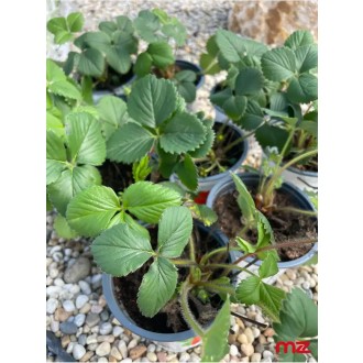 Jahoda mala „Ostara” (Fragaria × ananassa)