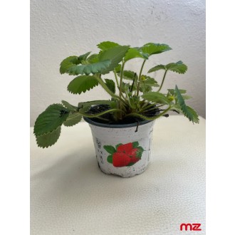 Jahoda mala „Ostara” (Fragaria × ananassa)