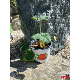 Jahoda mala „Ostara” (Fragaria × ananassa)