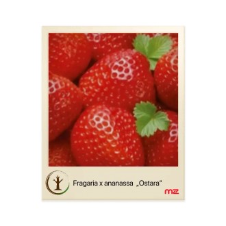 Jahoda mala „Ostara” (Fragaria × ananassa)