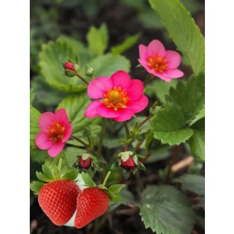 Jahoda stálerodiaca „Summer Breeze Pink”