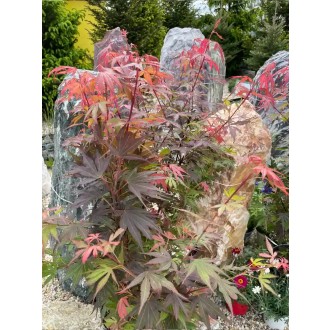 Javor dlaňolistý - Acer palmatum „Shaine” 80 cm