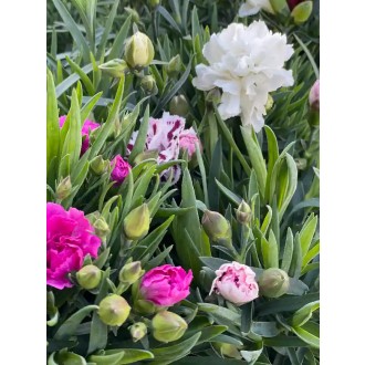 Klinček záhradný  ’Dianthus caryophilus’ MIX 20 cm