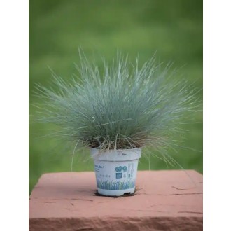 Kostrava sivá „Festuca Compacta Blue” 25 cm