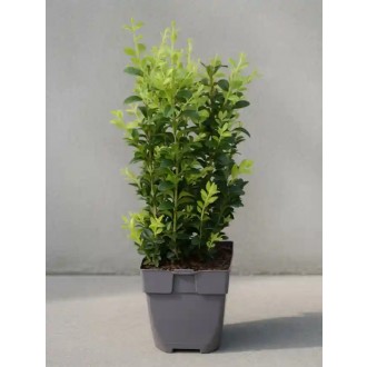 Krušpán vždyzelený  „Buxus sempervirens Bush“ 40 cm