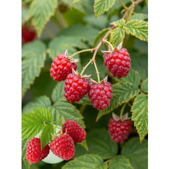 Malina červená, remontantná  “WILLAMETTE”