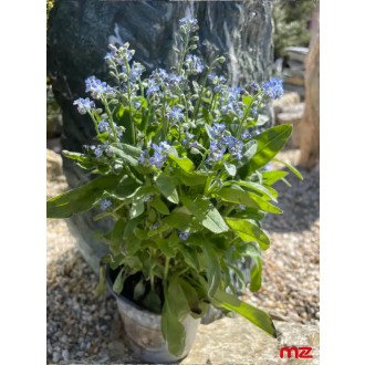 Nezábudka lesná  „Myosotis Sylvatica"