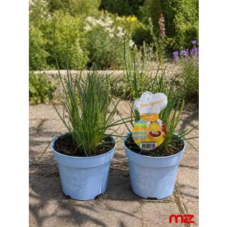 Pažítka – (Allium schoenoprasum) fialová