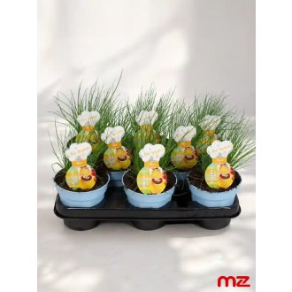 Pažítka – (Allium schoenoprasum) fialová