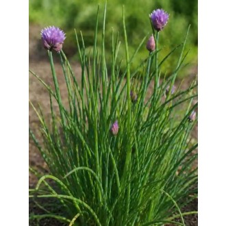 Pažítka – (Allium schoenoprasum) fialová