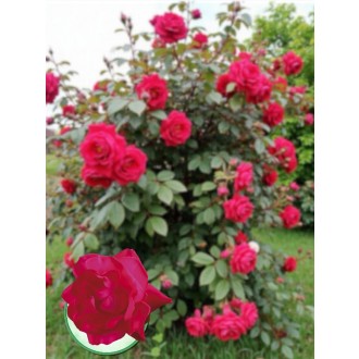 Ruža popínavá  „ROSA Heidelberg” červená 75 cm