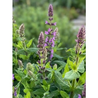Šalvia hájna (Salvia nemorosa) modrá 20 cm