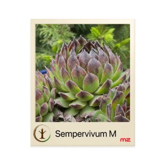 Skalná ruža (skalnica) „Sempervivum” M