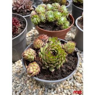 Skalná ruža (skalnica) „Sempervivum” M