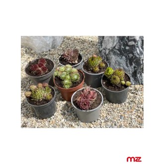 Skalná ruža (skalnica) „Sempervivum” M