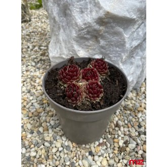Skalná ruža (skalnica) „Sempervivum” M
