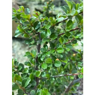 Skalník rozprestretý Cotoneaster Horizontalis