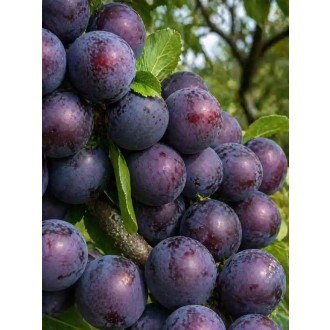 Slivka domáca – Prunus domestica „The Czar” BIO