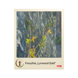 Zlatý dážď (Forsythia) „Lynwood Gold”