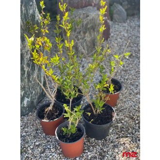 Zlatý dážď (Forsythia) „Lynwood Gold”